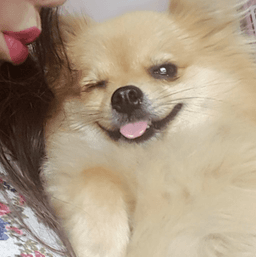 MountainPaca